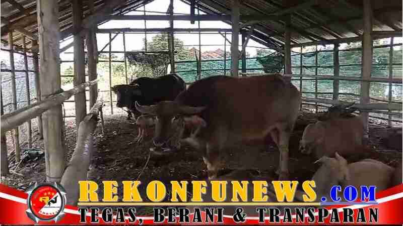 Viral Isu Hilangnya 10 Kerbau Bantuan di Demak, Begini Klarifikasi Pihak Desa